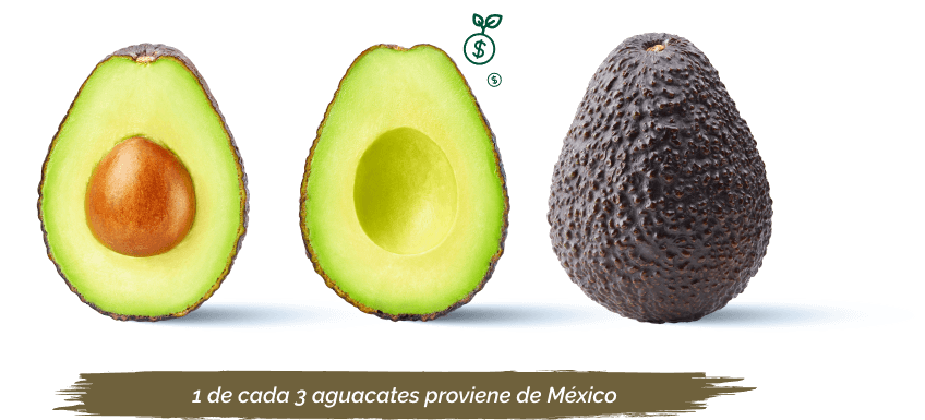 INVIERTE EN AGUACATE COMPRANDO TU PROPIA HUERTA