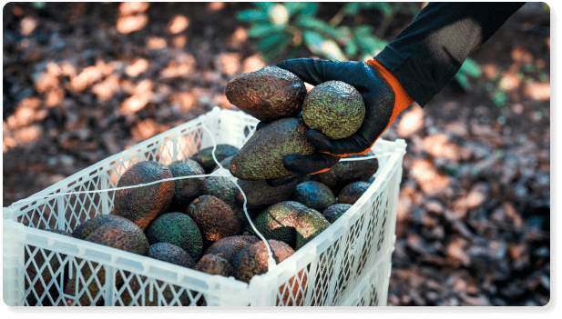 La mejor forma de invertir en México: adquiere huertas de aguacate