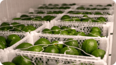 Los principales importadores de aguacate mexicano 
en el mundo