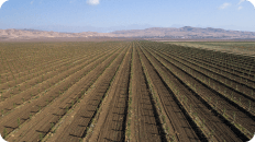 Ventajas y riesgos de invertir en agricultura 
en México